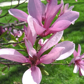 Magnolia Betti, C2 interface.image 7