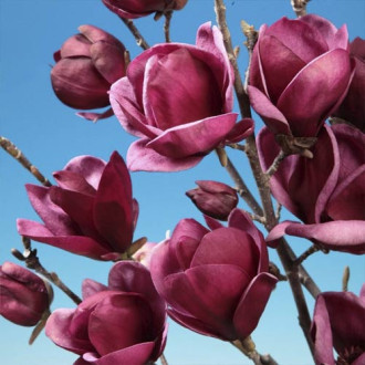 Magnolia Felix Jury, P9 interface.image 4