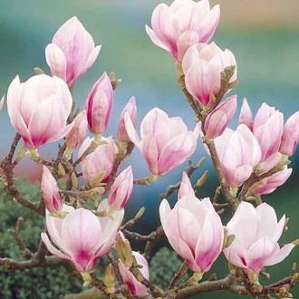 Magnolia Festirose, P9 interface.image 3