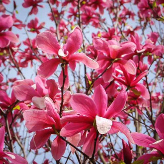 Magnolia Galaxy, P9 interface.image 5