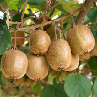 Mini kiwi (Actinidia) Jenny, P9 interface.image 1