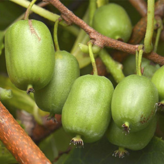 Mini kiwi (Actinidia) Vitikiwi ®, С2 interface.image 2