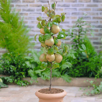 mini Peral GardenPearl®, C2 interface.image 5