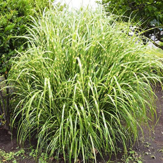 Miscanthus chino Zebrinus, P9 interface.image 4