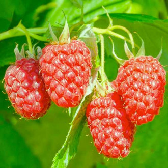 Zarzamora Loganberry, Р9 interface.image 2