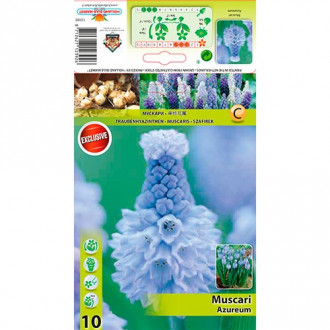 Muscari Azureum interface.image 5