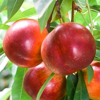 Nectarina Early Bomba, C2 interface.image 4