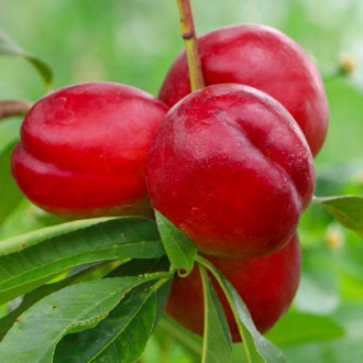 Nectarino Amor Tardío photo 8 Nectarino Amor Tardío interface.image 8