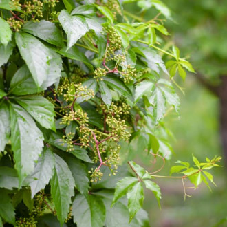 Parthenocissus Quinquefolia, P9 interface.image 6