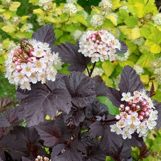 Physocarpus opulifolius Barón rojo, P9 interface.image 1