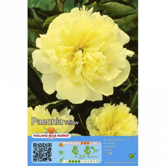 Pivoine Amarillo interface.image 5