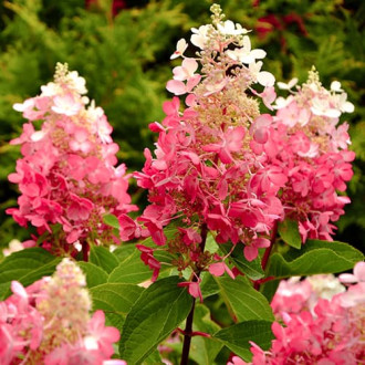 Ramo de hortensias Red Star, P9 interface.image 9