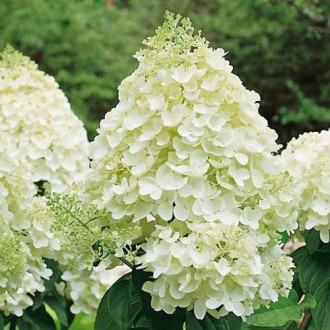 Ramo de hortensias Silver Dollar, P9 interface.image 6