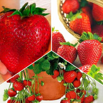 Cosecha récord de fresas, 3 variedades interface.image 1