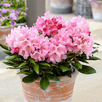 Rododendro (Rhododendron) Hania, P9 interface.image 1