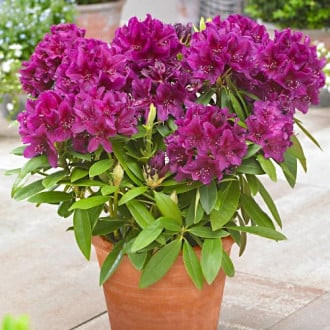 Rododendro (Rhododendron) Polarnacht, P9 interface.image 2