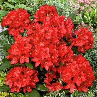 Rododendro (Rhododendron) Red Jack, P9 interface.image 3