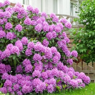 Rododendro (Rhododendron) Roseum Elegans, P9 interface.image 4