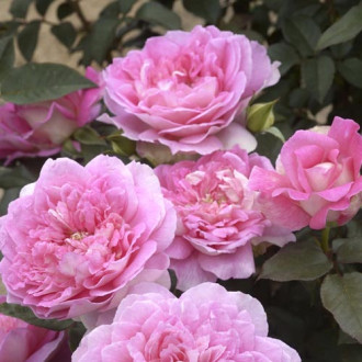 Rosa de flor grande Borneo Odore®, C5 interface.image 4