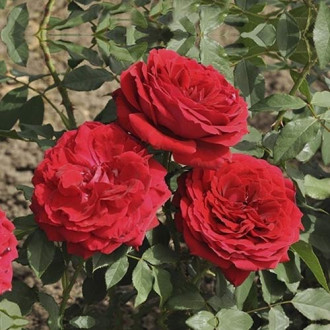 Rosa de flor grande Cherry™ Vaza ®, С3 interface.image 6