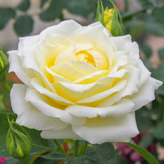 Rosa de flor grande Chopin interface.image 5