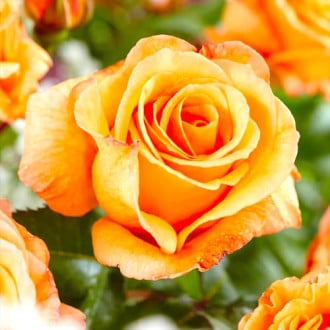 Rosa de flor grande Doris Tysterman interface.image 1