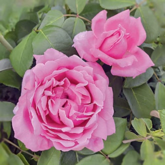 Rosa de flor grande Enrico Caruso®, C5 interface.image 6