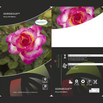 Rosa de flor grande Gorgeous Paramount®, С5 photo 10 Rosa de flor grande Gorgeous Paramount®, С5 interface.image 10