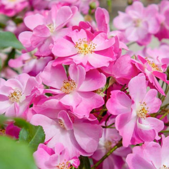 Rosa de flor grande Lavander Dream®, C5 interface.image 10