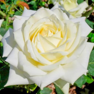 Rosa de flor grande White interface.image 6