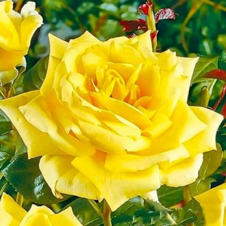 Rosa de flor grande Yellow interface.image 6