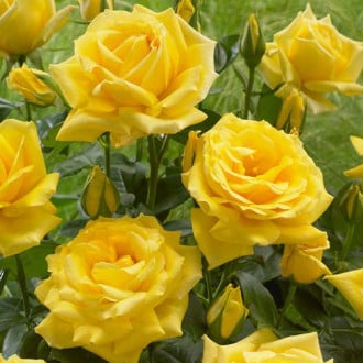 Rosa floribunda Allgold interface.image 3