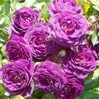 Rosa floribunda Blue-Violet interface.image 4