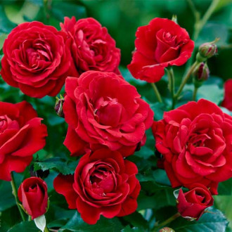 Rosa floribunda Bordo interface.image 5
