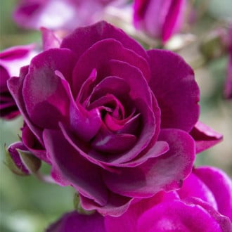 Rosa floribunda Burgundy Iceberg®, C5 interface.image 3