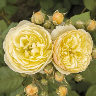 Rosa floribunda Citronchello™, С3 interface.image 1