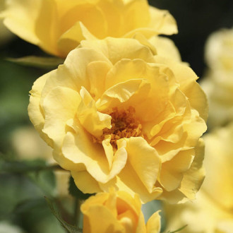 Rosa floribunda Dark Yellow™ Vaza ®, С3 interface.image 5