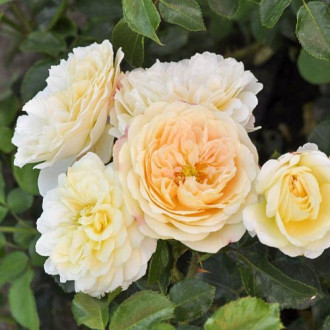 Rosa floribunda Lemon™ Vaza ®, С5 interface.image 1