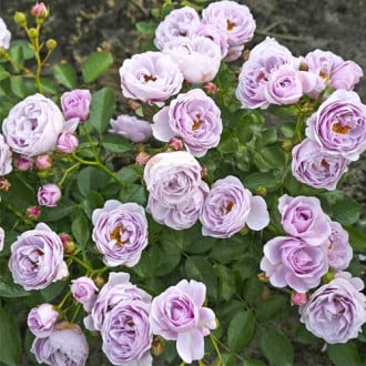 Rosa floribunda Nautica®, C5 interface.image 6