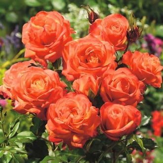 Rosa floribunda Orange interface.image 1