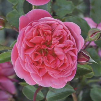 Rosa floribunda Raspberry ™, С3 interface.image 4