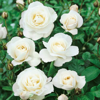 Rosa floribunda White interface.image 1