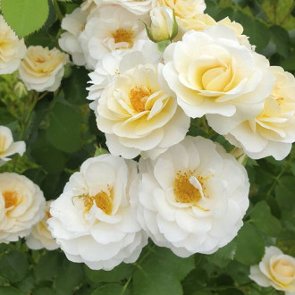Rosa floribunda Zorza® interface.image 5