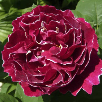 Rosa trepadora Baron Girod De L'ain, C5 interface.image 4