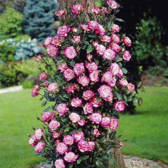 Rosa trepadora Händel ®, С3 photo 8 Rosa trepadora Händel ®, С3 interface.image 8