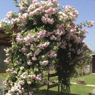 Rosa trepadora Jasmina ®, С5 photo 9 Rosa trepadora Jasmina ®, С5 interface.image 9