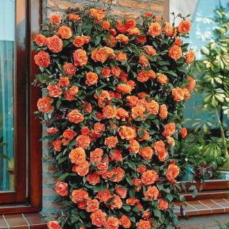 Rosa trepadora Orange interface.image 3
