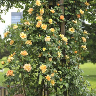 Rosa trepadora Redova ®, С5 photo 10 Rosa trepadora Redova ®, С5 interface.image 10