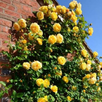 Rosa trepadora Yellow interface.image 1