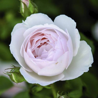 English Rose Desdemona®, C5 interface.image 1